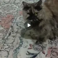 گمشده گربه محدوده کوشش
