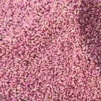 بذر گندم رقم کلاته