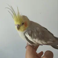 پرنده|پرنده|دیواندره, |دیوار