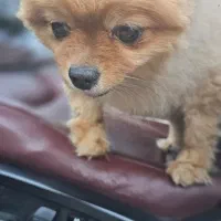 پامرین|سگ|تهران, شهرآرا|دیوار