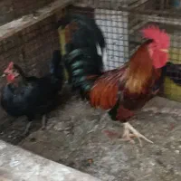 مرغ و خروس اصیل تخم گذار