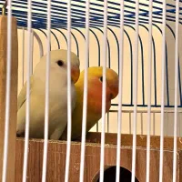 کوتوله برزیلی جوجه|پرنده|اصفهان, سرچشمه|دیوار