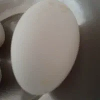 تخم غاز موجود است