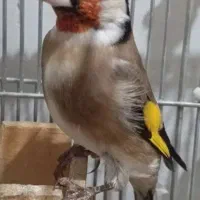 سهره چهارگل وحش ورام