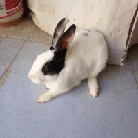 خرگوش سالموزیبا۲عدد