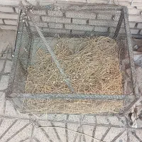 قفس جوجه وکفتر