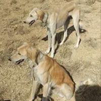 تازی شکاری|حیوانات|ایجرود, |دیوار