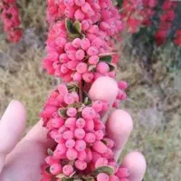 زرشک نهال فلفل سیاه نهالستان درخت انار و گردو