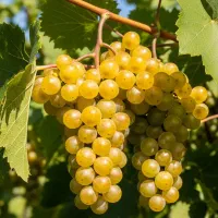 مقاوم به سرما و یخ‌زدگی|خدمات باغبانی و درختکاری|تبریز, |دیوار