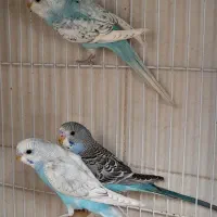 مرغ عشق|پرنده|بیرجند, |دیوار