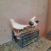 کبوتر رنگی دو جفت|پرنده|اهواز, منازل کارون|دیوار
