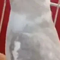 عروس هلندی معاوضه باکفتر