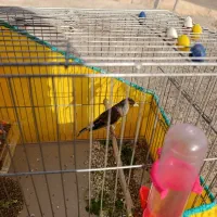 سیره دو رگه|پرنده|سنندج, |دیوار