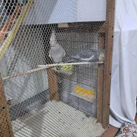 یک جفت عروس هلتدی اهلی با قفس سفارشی