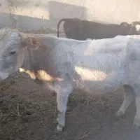 فروش گوساله نر و ماده