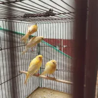 فروش یا معاوضه جوجه قناری 3ماهه