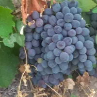 فروش زمین کشاورزی