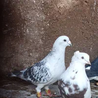 شامی پولکی|پرنده|پاسارگاد, |دیوار