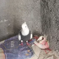 طوقی دره شهر|پرنده|دره شهر, |دیوار