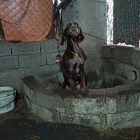 سگ شکاری|سگ|لاهیجان, بازکیاگوراب|دیوار