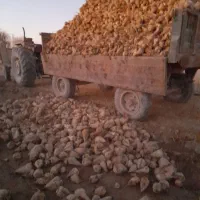 چعندر قند برای فروش کیلو۷هزار تومان