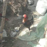 خروس لاری فروشی