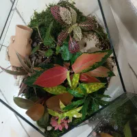 تراریوم|گل و گیاه طبیعی|قرچک, شهرک گلها|دیوار