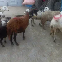 میش و بره|حیوانات مزرعه|فیروزآباد (لرستان), |دیوار