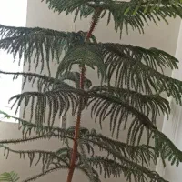 گل کاج مطبق بسیار سر حال و سالم گل آپارتمانی