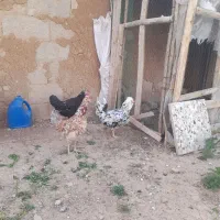 مرغ وجوجه