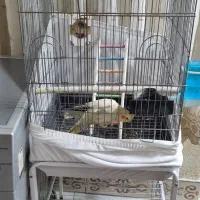 قفس پرنده با پایه|لوازم جانبی حیوانات|تهران, بیسیم|دیوار