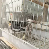 عروس هلندی|پرنده|قم, سالاریه|دیوار