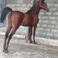 اسب