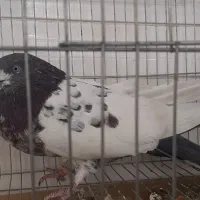 کبوتر  کله دم سبز