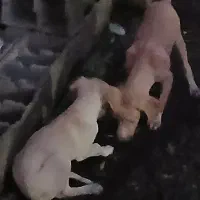 توله سگ پوینتر