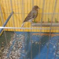 قناری ماده|پرنده|بروجرد, |دیوار