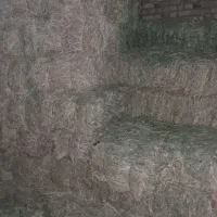 یونجه دوتن