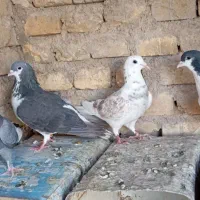 پرنده