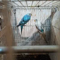 مرغ عشق