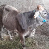 گوساله ماده سویسری