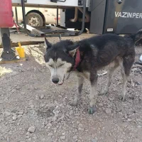 هاسکی جفت با توله|سگ|تهران, والفجر (افسریه)|دیوار