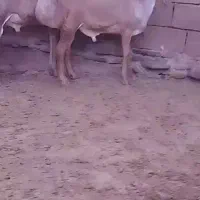 بره قوچ چینی|حیوانات مزرعه|شهرآباد, |دیوار