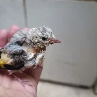 جوجه متولد قفس زیر دهن|پرنده|همدان, |دیوار