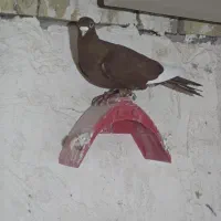 قارا سرخ نر|پرنده|اسفرورین, |دیوار