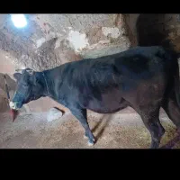 گاوه برزیلی شکم دوم ابسته