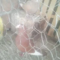 پرنده|پرنده|یزدان شهر, |دیوار