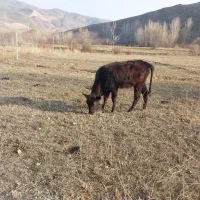 گوساله نروماده