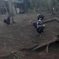 فروش بوقلمون و خروس