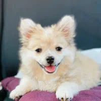 توله پامرانین