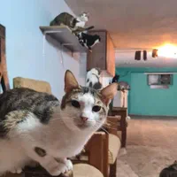 نیاز به نیروی خانم برای نظافت پانسیون حیوانات